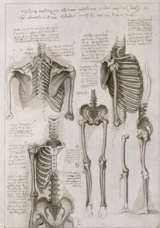 Skeleton of the thorax