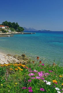 Spring flowers blooming on a shallow