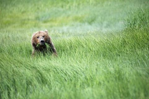 Coastal brown bear