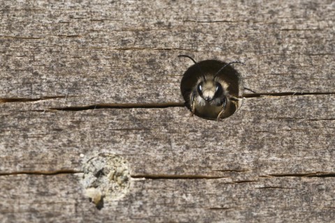 Rusty red mason bee