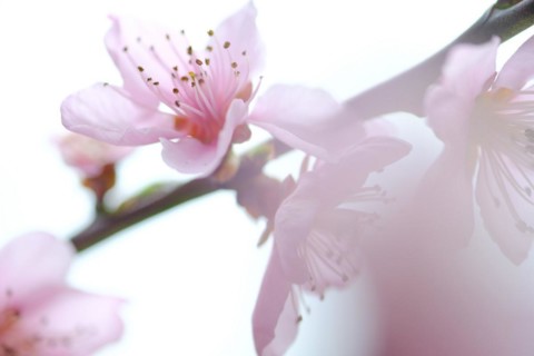 Apricot blossoms