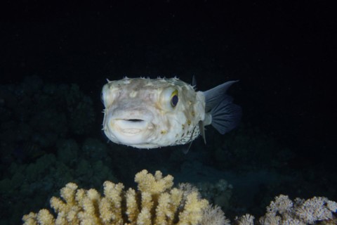 Portrait of spotbase burrfish