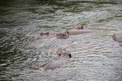 Niel horses chilling in the sunshine in a river in Tsavo East National Park in Kenya Africa
