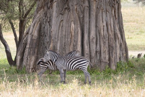 Plains zebra