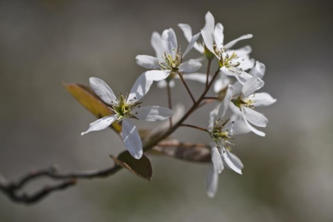Rocky pear
