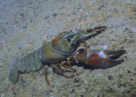 Signal crayfish