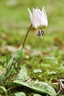 Dog's tooth violet