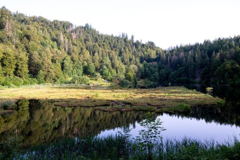 Nonnenmattweiher