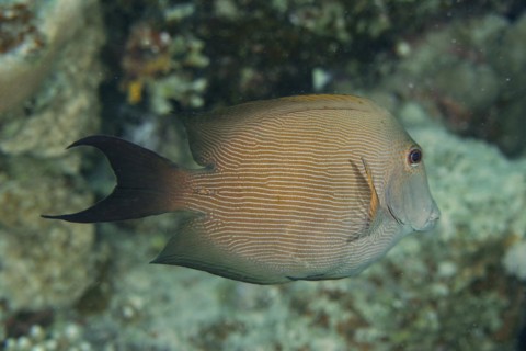 Pinstriped Bristletooth Diver