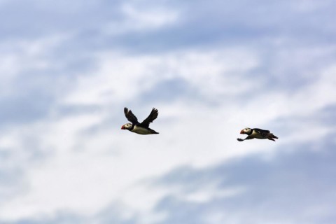 Two puffin
