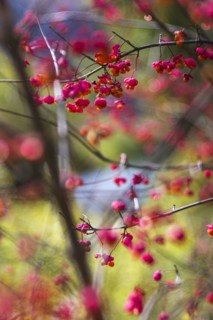 Common spindle bush
