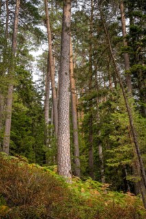 Enztalkiefer in the forest
