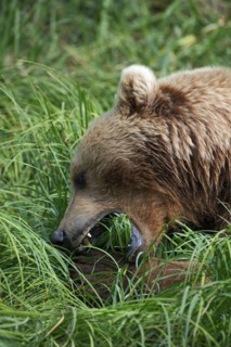 Coastal brown bear