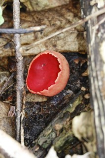 Scarlet elf cup