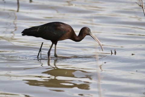 Glossy ibis