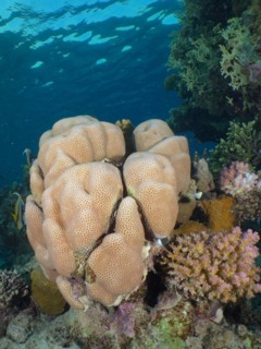 Edwards star coral