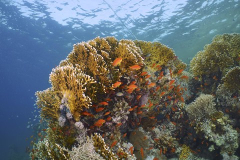Net fire coral