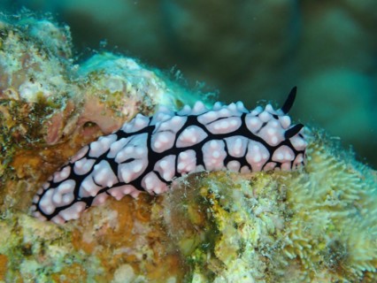 Wart snail