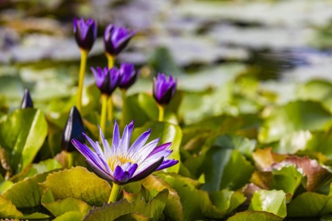 Water lily pond