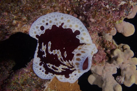Large sofa cushion snail