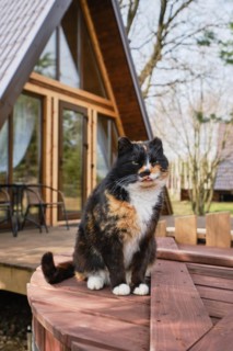 Cat sits on a barrel with A-frame log cabin on background