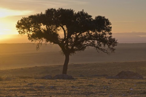 Holm oak