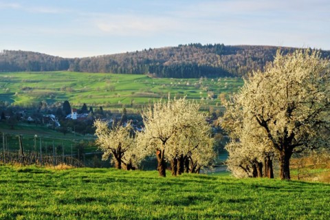 Blossoming cherry trees