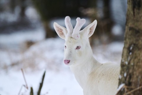Roe deer