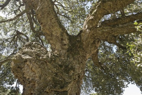 Cork oak