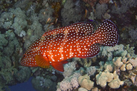 Jewel Grouper