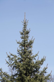 Conifer