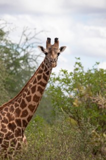 Single giraffe