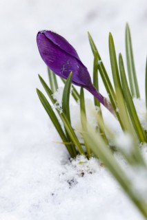 Crocuses