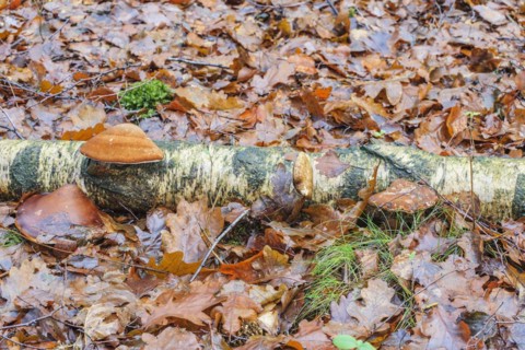 Birch tongue porling