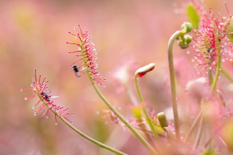 Oblong-leaved sundew