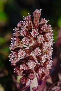 Butterbur
