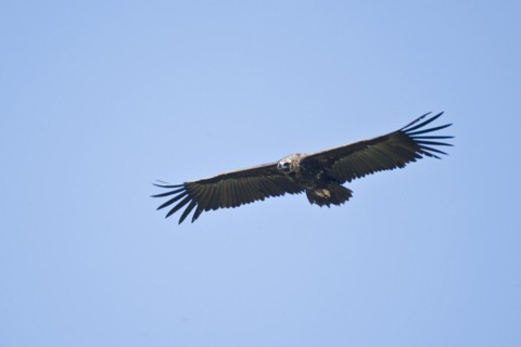 Cinereous vulture