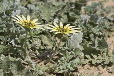 Capeweed
