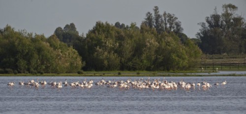 Greater flamingos