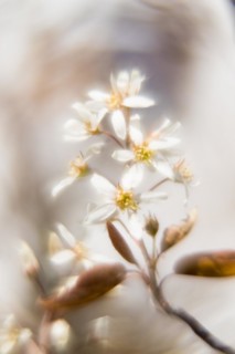 Flowering branch of a weeping pear