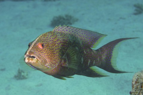 Close-up of yellow-edged lyretail