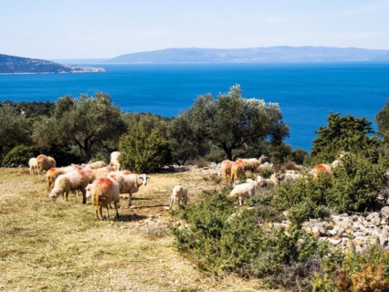 Sheep in an olive grove