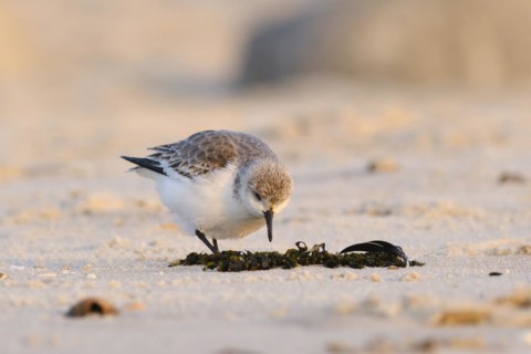 Sanderling