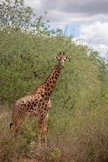 Giraffe