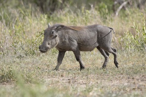 Common warthog