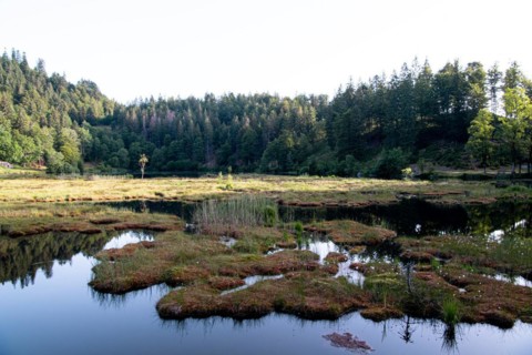 Nonnenmattweiher