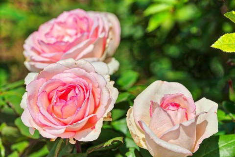 Snow White Rose