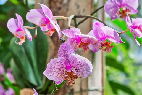 Butterfly orchid