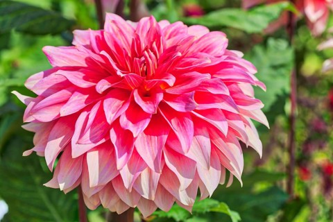 Dahlia