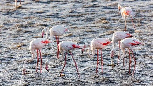 Flamingos
